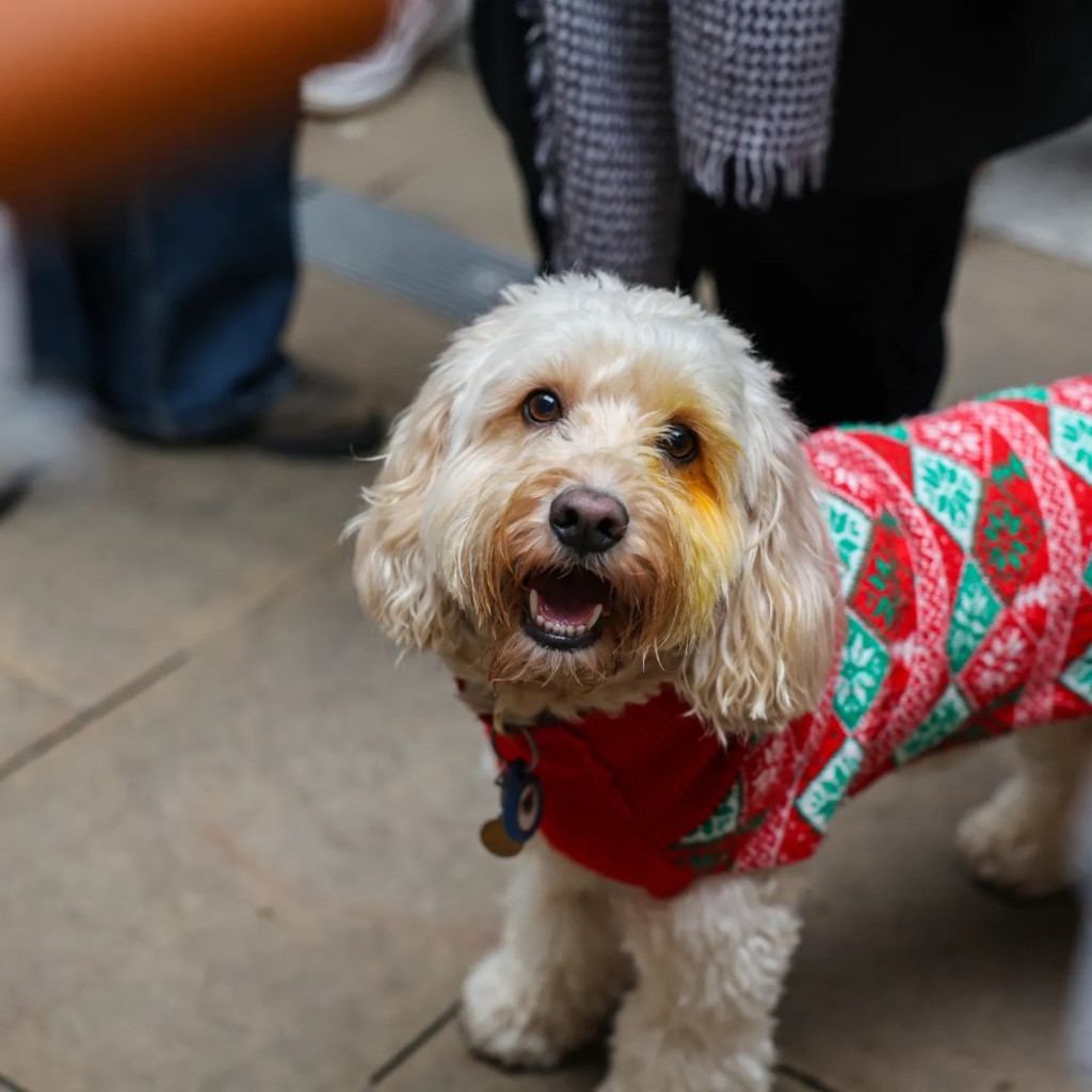 Cockapoo Cafe Christmas - Durham