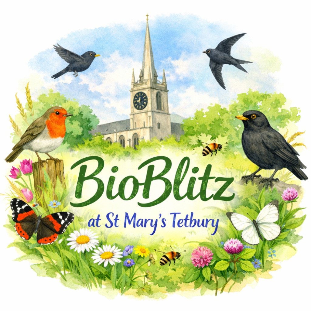 St Marys' Bioblitz
