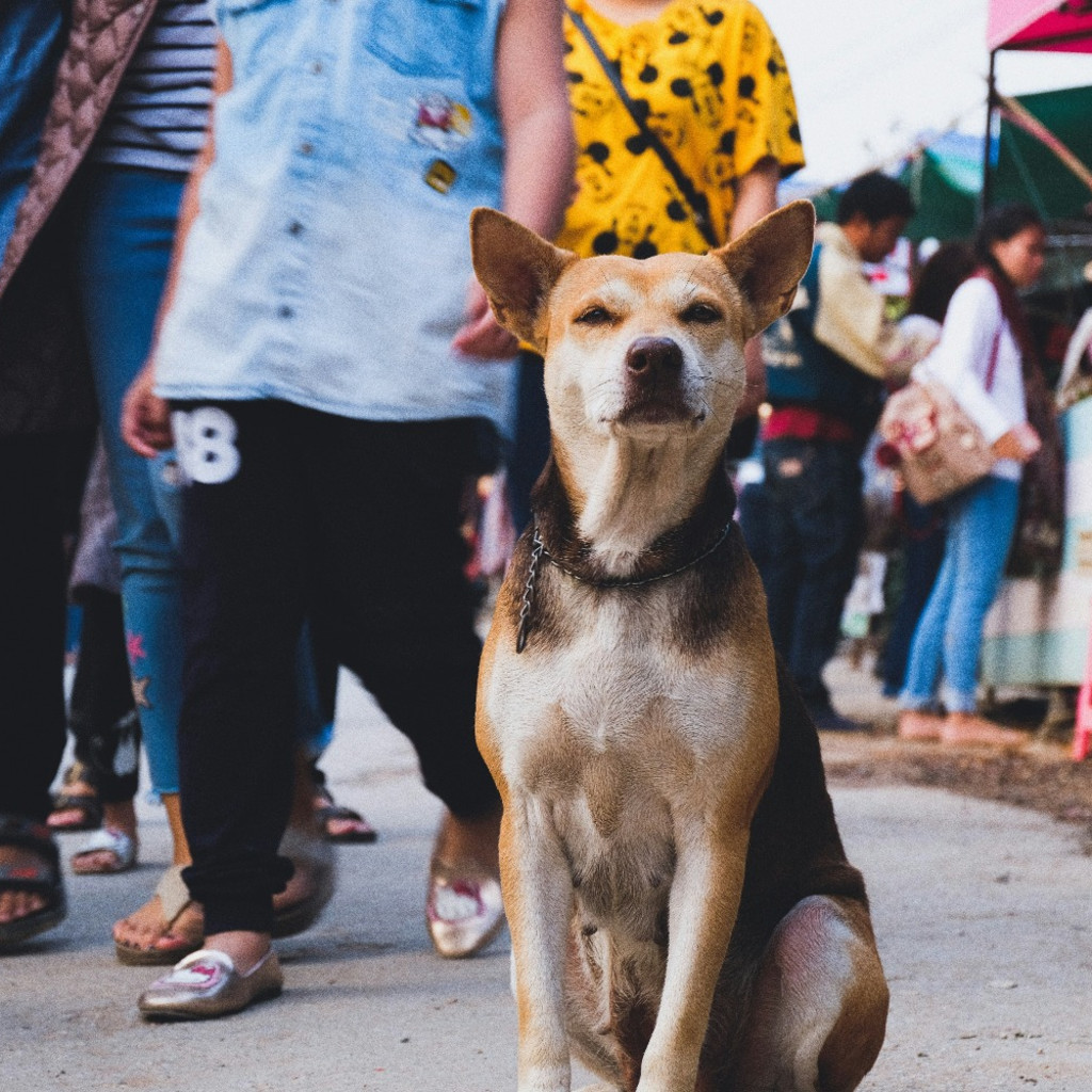 City Dog 2