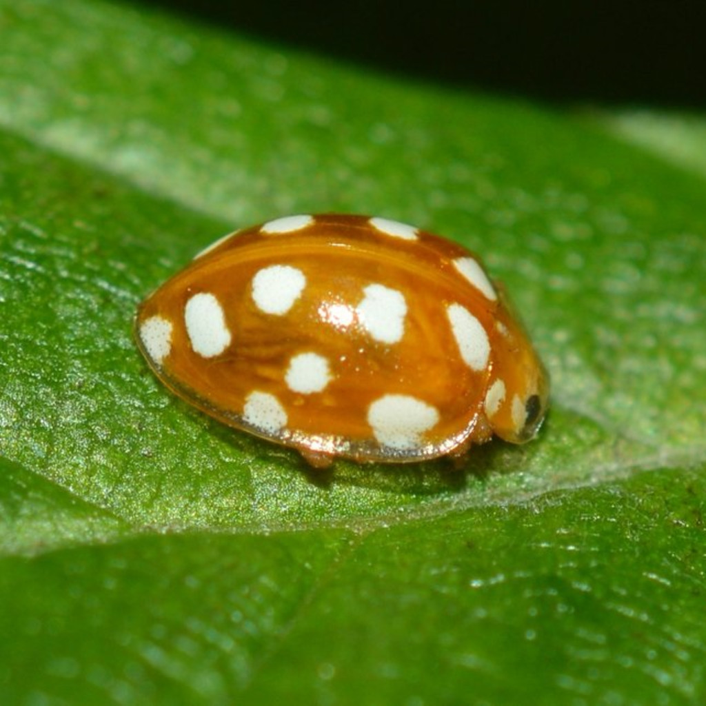 Orange Ladybird (Halyzia sedecimguttata)