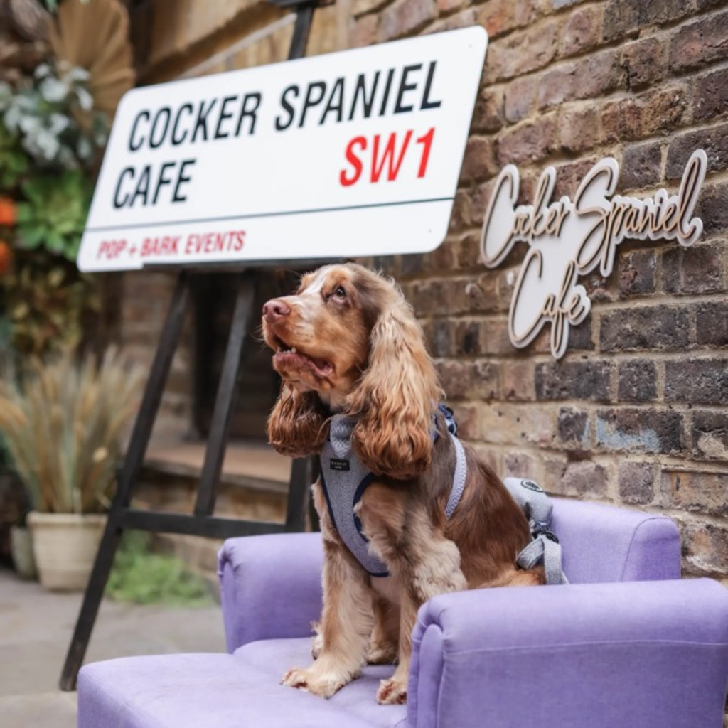 BUY TICKETS NOW – Cocker Spaniel Cafe - Durham – Slug and Lettuce
