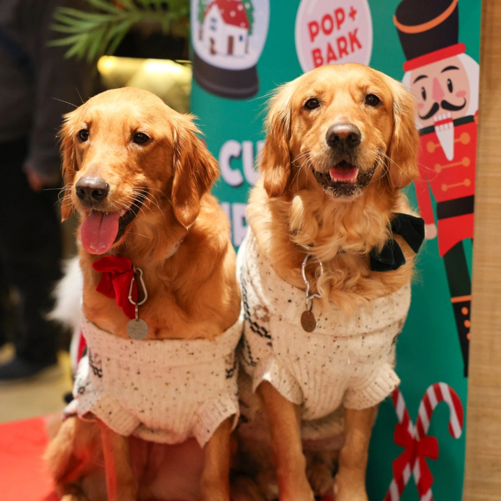 Golden Retriever Cafe Christmas - Birmingham