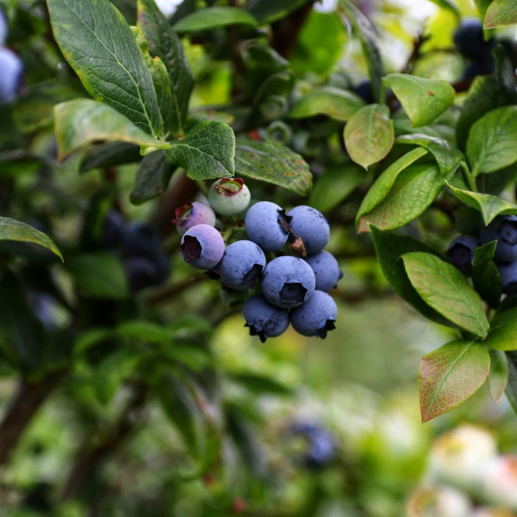 Beautiful, ripe organic blueberries at Kate's Berry Best farm