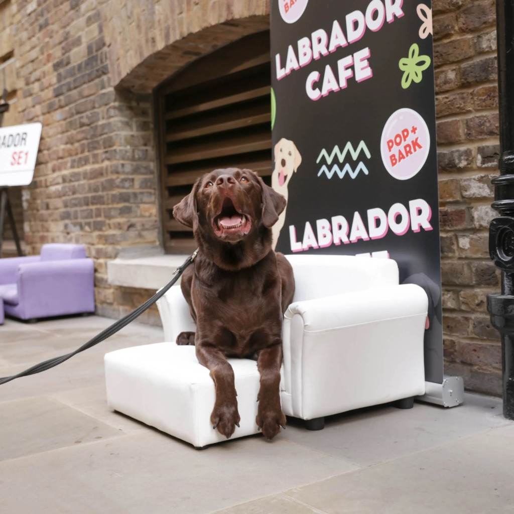 Labrador Cafe - Kent