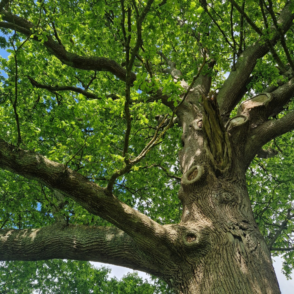 The Oak Tree - History, Science, Folklore
