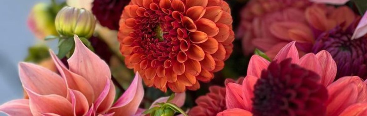 AUG 16 | Flower Design Workshop | Dahlia Party