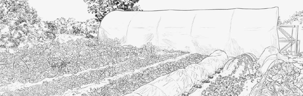 The Salad Garden, Saffron Acres