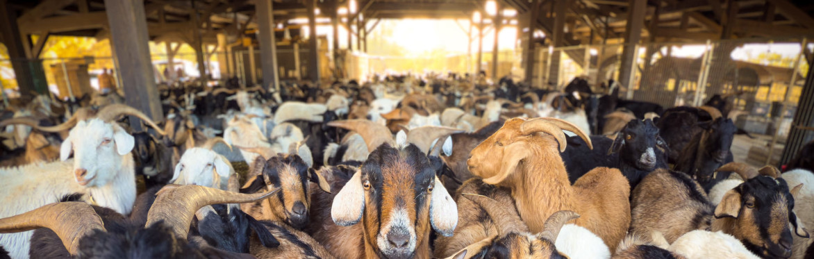 Happy Goat Farm