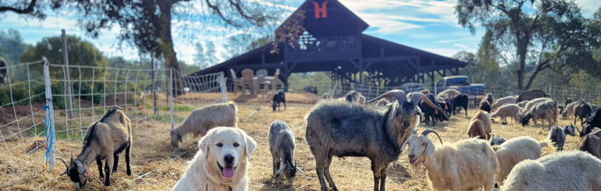 Happy Goat Farm