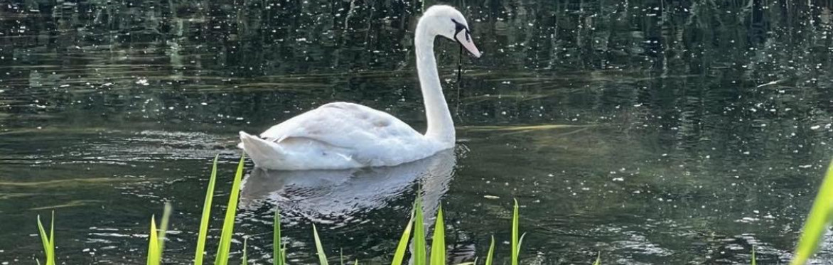 Guided Twilight Nature walks