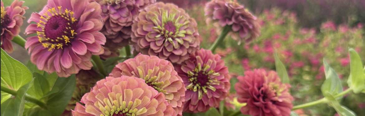 Zinnias glowing in the field at golden hour