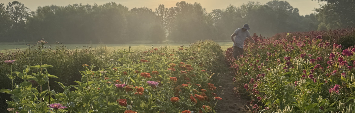 Zinnias glowing in the field at golden hour