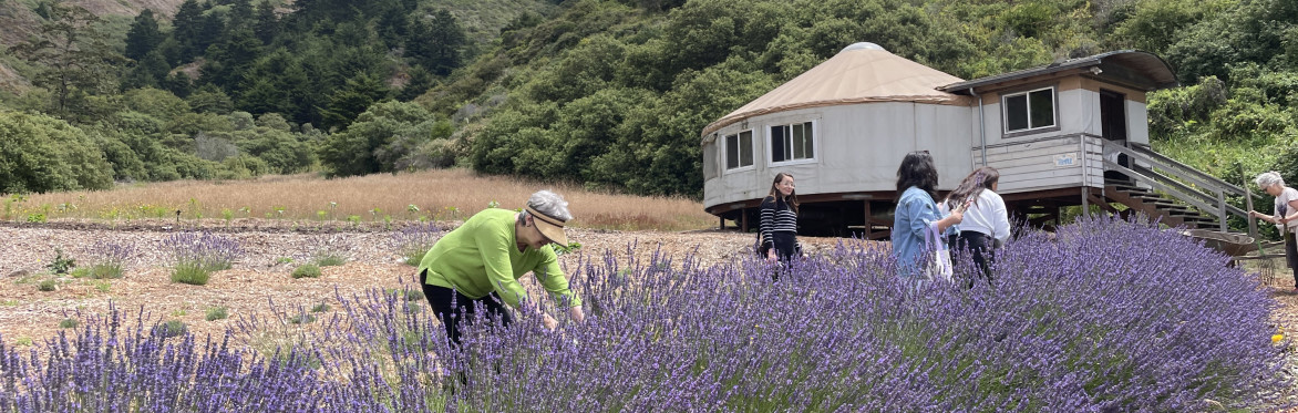 Lavender Harvest Celebration
