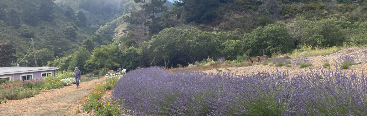 Lavender Harvest Celebration