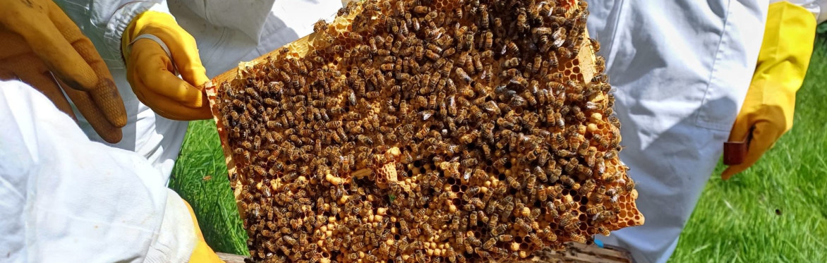 Come and Meet the Bees