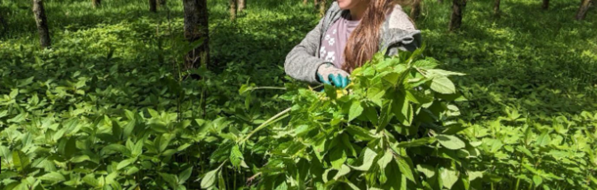 South Queich Balsam Bash
