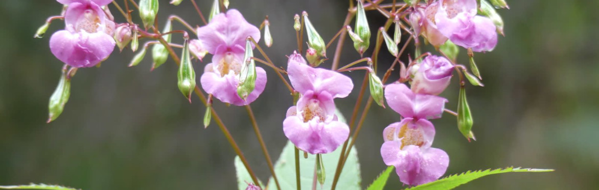 South Queich Balsam Bash