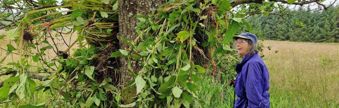 South Queich Balsam Bash