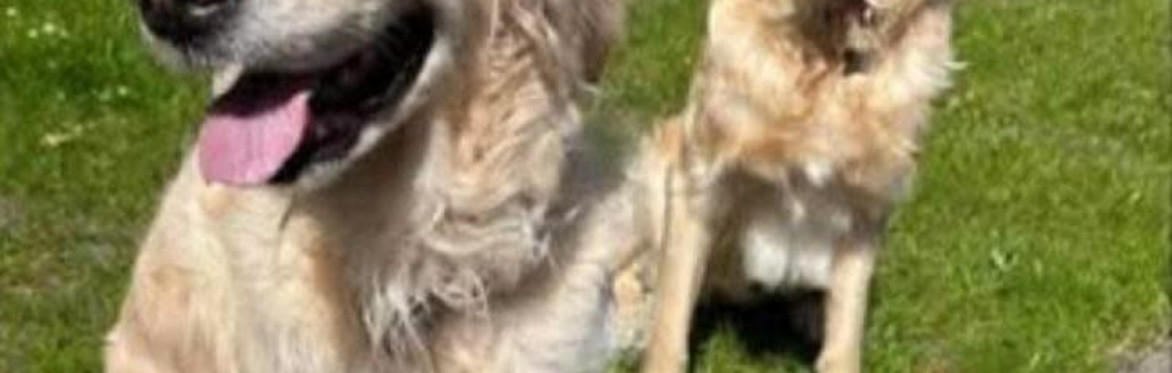 St Luke’s Social Dog Charity Walk