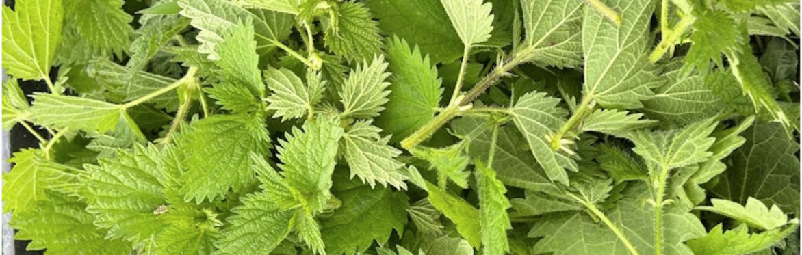 Harvesting Resilience - Future Food, Local Soil :  For CAG Devon Members and our wider network.