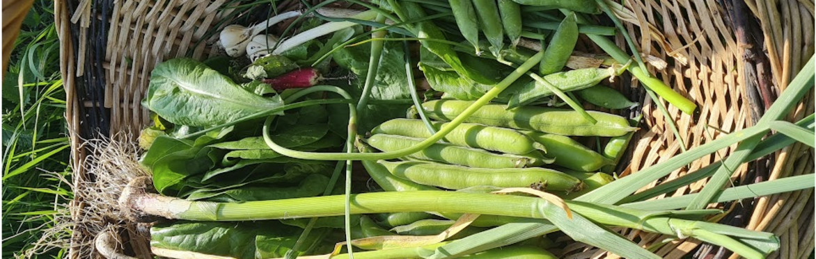 Harvesting Resilience - Future Food, Local Soil :  For CAG Devon Members and our wider network.