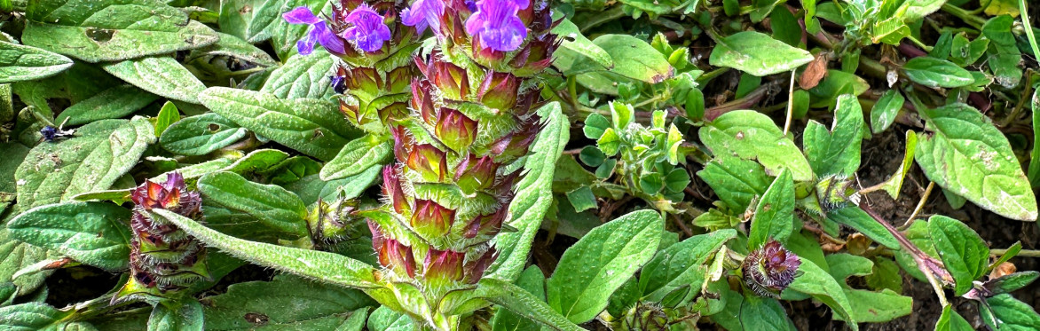 Discover Wild Food at Burnbake Campsite