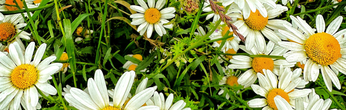 Discover Wild Food at Burnbake Campsite