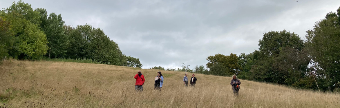 Views across the wildflower meadow