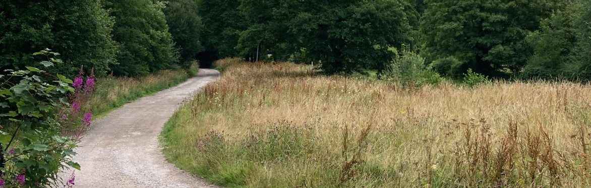 Views across the wildflower meadow