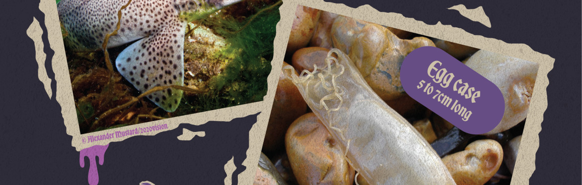 Secrets Beneath the Sea - Exhibition launch