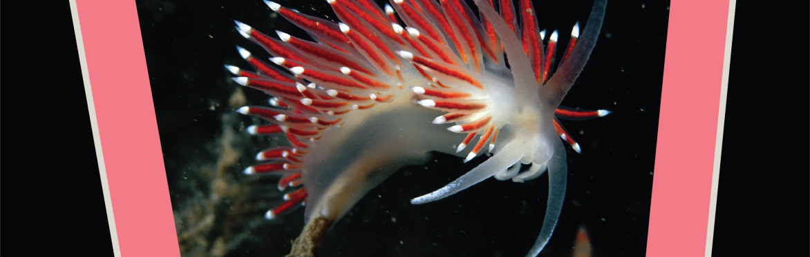 Secrets Beneath the Sea - Exhibition launch