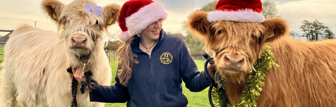 Highland Cow Wreath Making Experience ( 5th December 2026 )