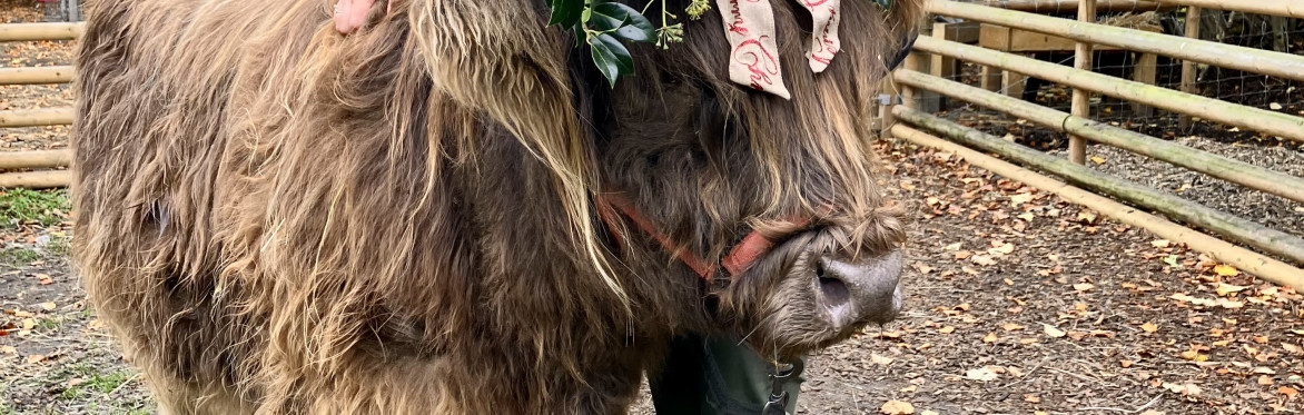 Highland Cow Wreath Making Experience ( 5th December 2026 )
