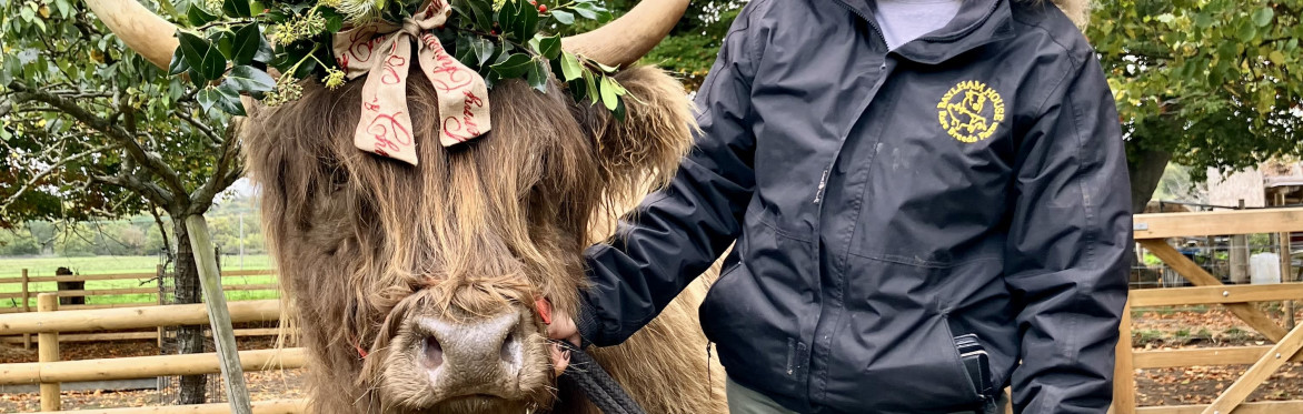 Highland Cow Wreath Making Experience ( 5th December 2026 )