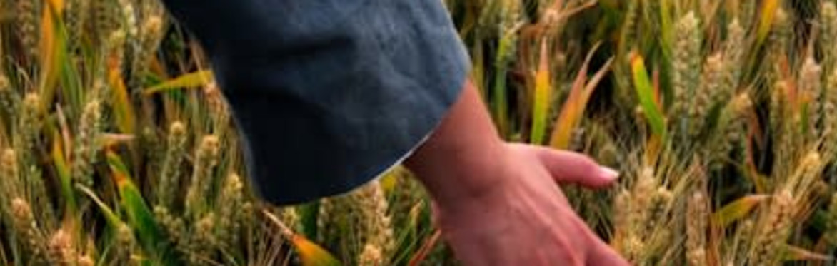 leaves falling on an autumn backgroud with title harvest inward, qigong and sound retreat