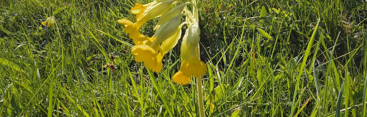 Herefordshire's Hidden Gems - wildlife & history around Mordiford