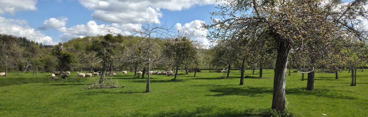 Herefordshire's Hidden Gems - wildlife & history around Mordiford