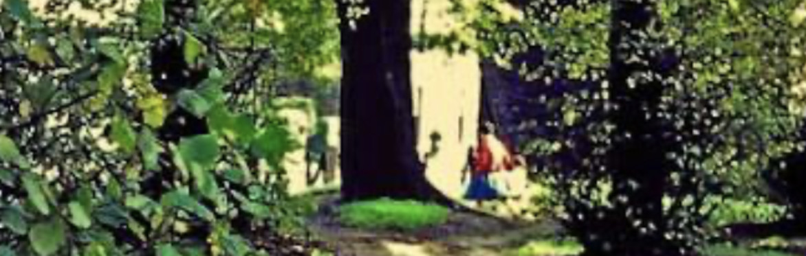 Drawing in the woods