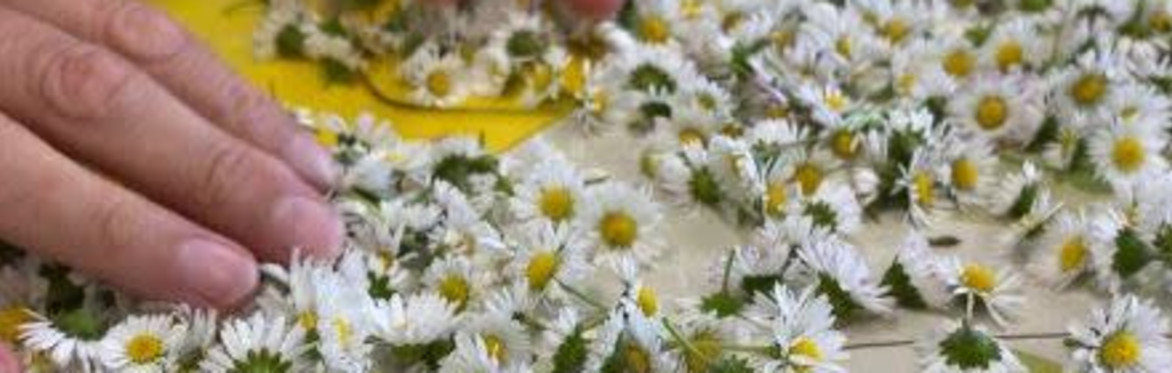 Junior Herbalist Club Autumn Taster Session