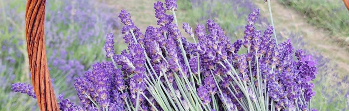 Lavender blooms in front of a copper still