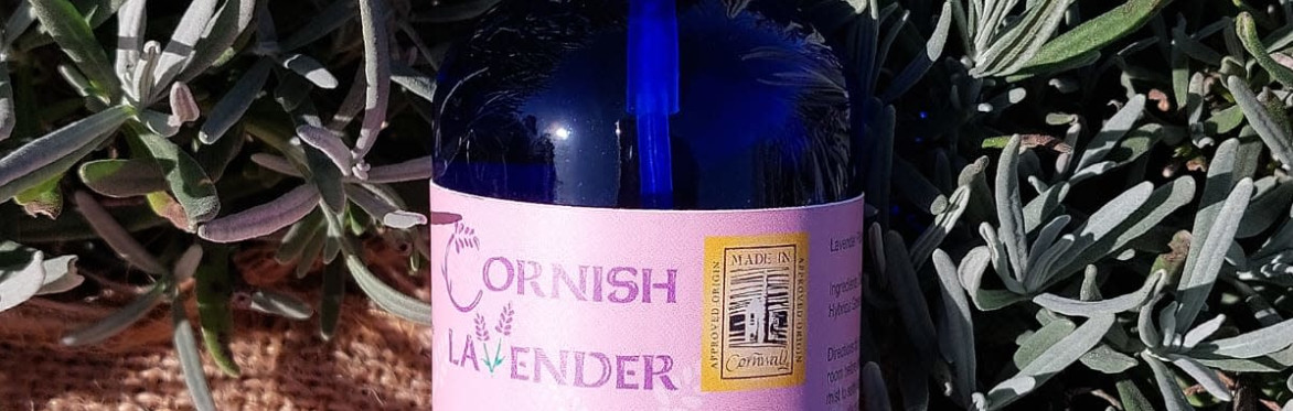 Lavender blooms in front of a copper still