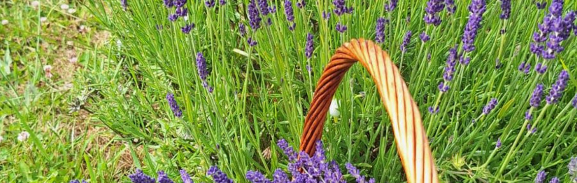 Lavender blooms in front of a copper still