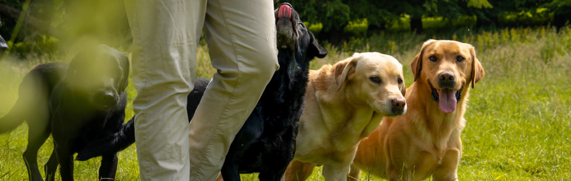 The British Retriever Trophy 2027
