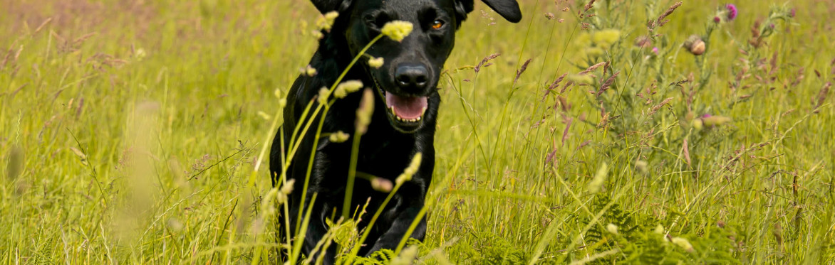 The British Retriever Trophy 2027