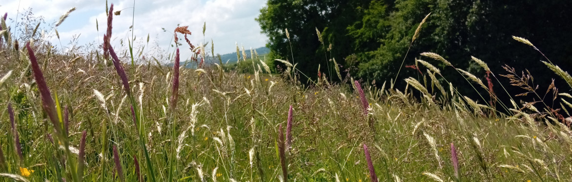 Farmland Photography