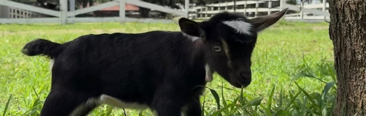 Mommy, Me & Baby Goats Yoga