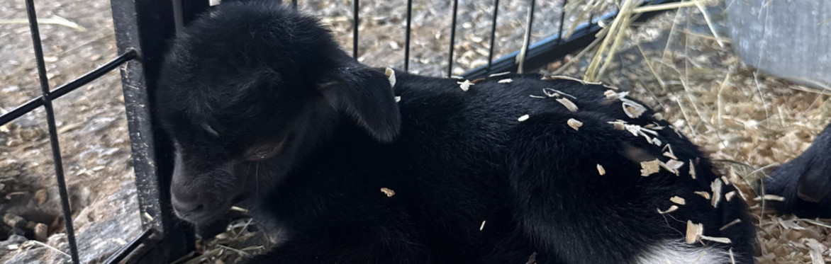Mommy, Me & Baby Goats Yoga