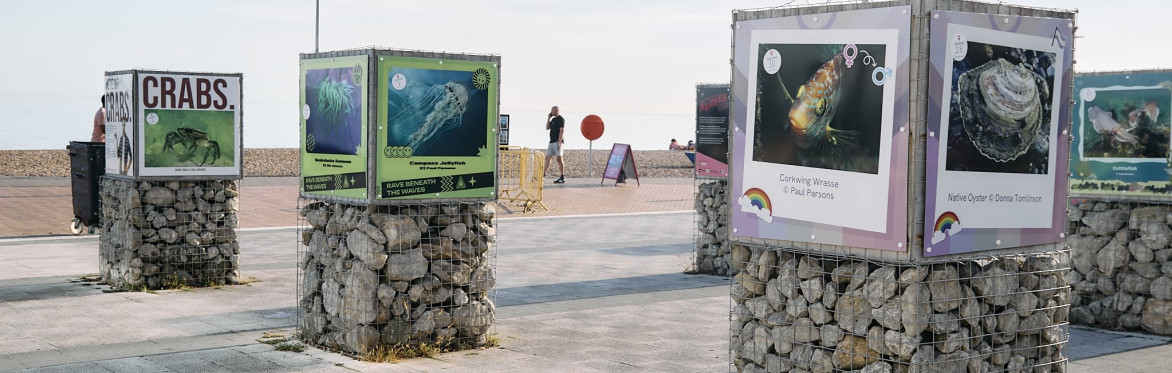 Photos of marine life in Sussex at an outdoor exhibition