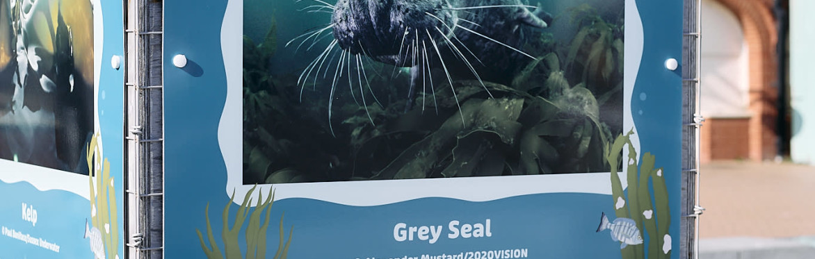 Photos of marine life in Sussex at an outdoor exhibition