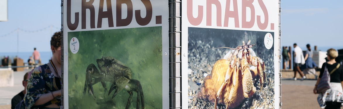 Photos of marine life in Sussex at an outdoor exhibition